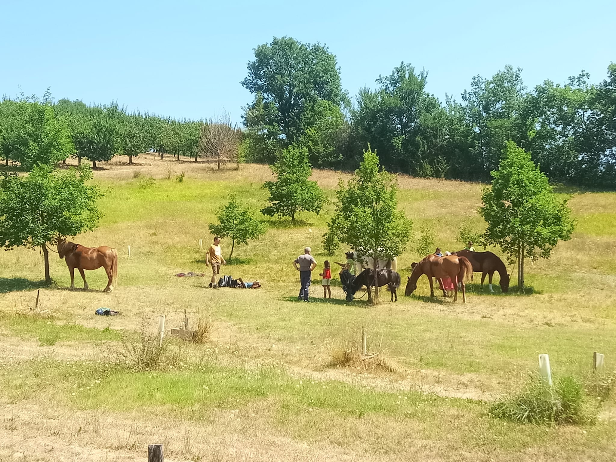 Chevaux dans les prairies du Clos des Garrigues